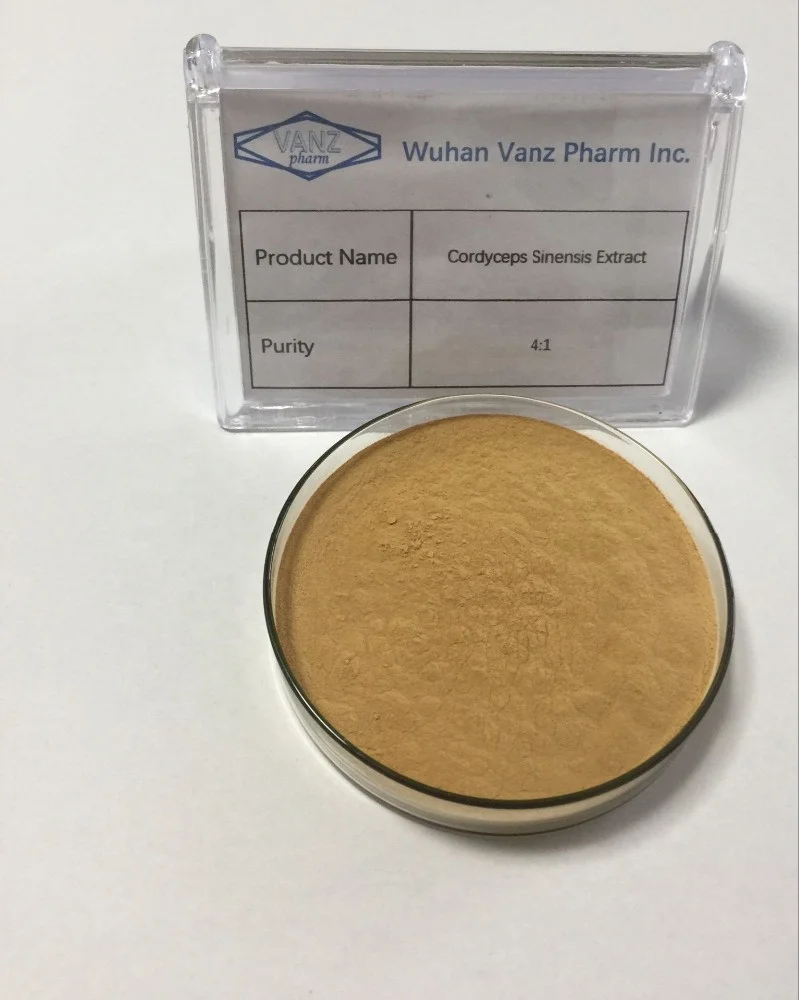 
High quality cordyceps sinensis extract 4:1 