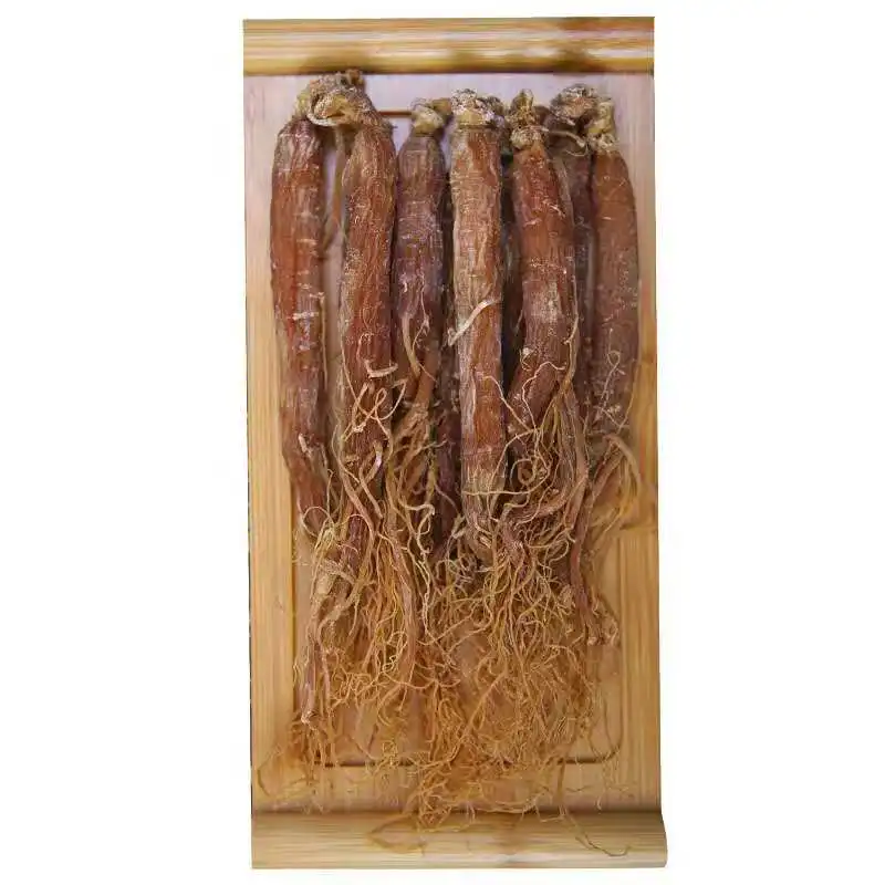China supplier Hot panax ginseng rootdried ginseng root  korean ginseng
