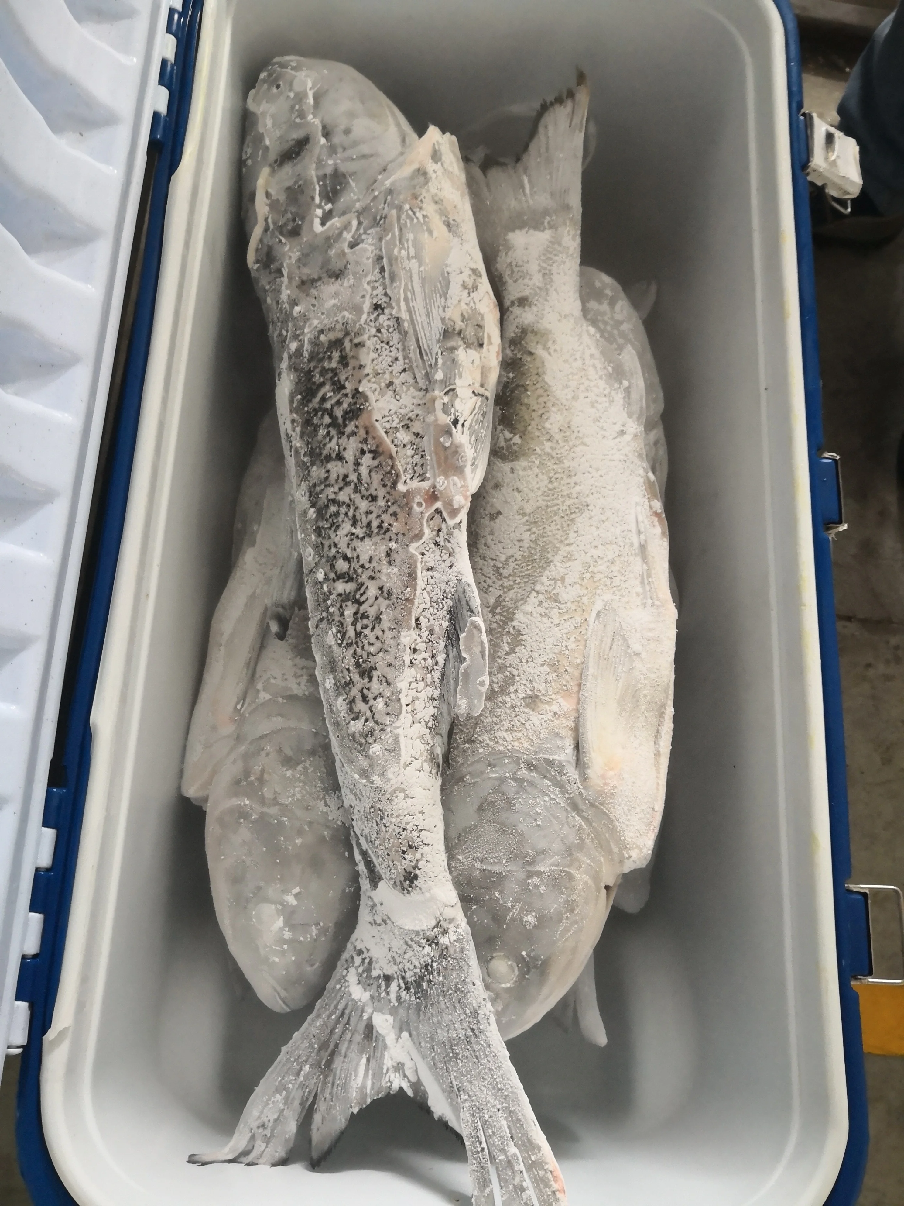 DJL liquid nitrogen tunnel freezer for bau bun Dumplings quick iqf tunnel freezer for meatball freeze