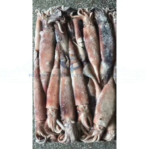 High Quality Frozen Whole Round Todarodes Squid for sale