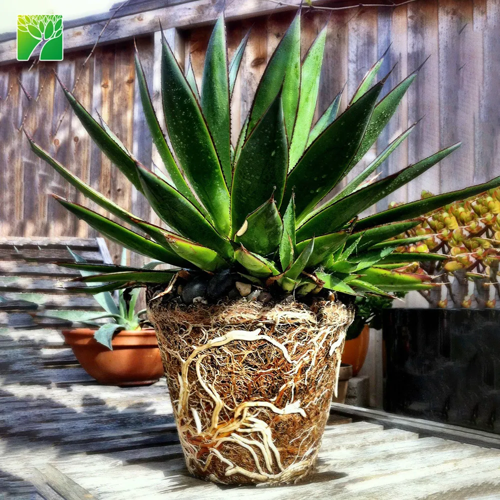 
 Полное солнечное воздействие медленная скорость роста комнатные живые суккуленты растения Агава синее свечение  