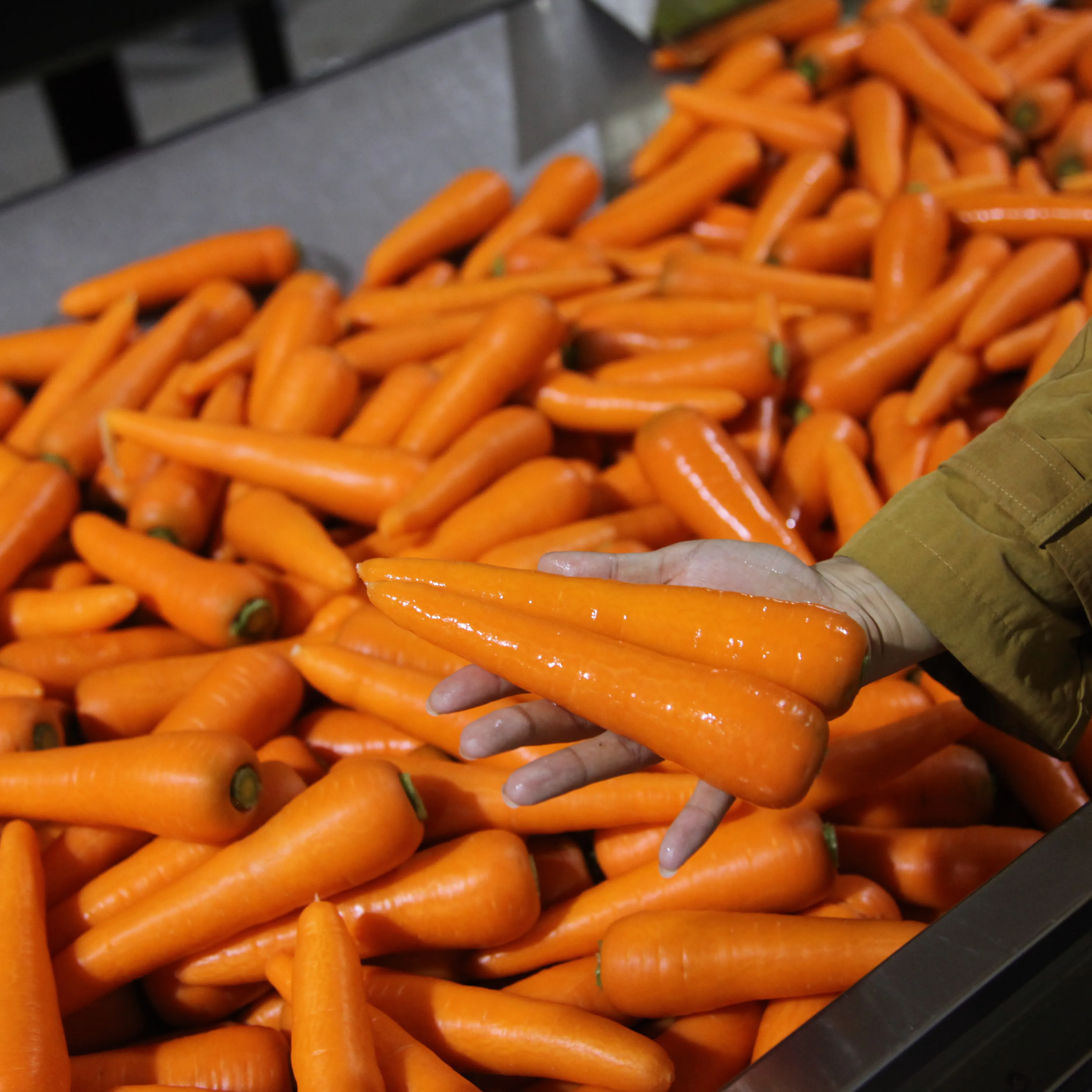 New Season Fresh Carrot Supplying All the Year Round
