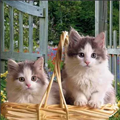 3d picture lenticular 3d animal pictures home decoration 3d poster