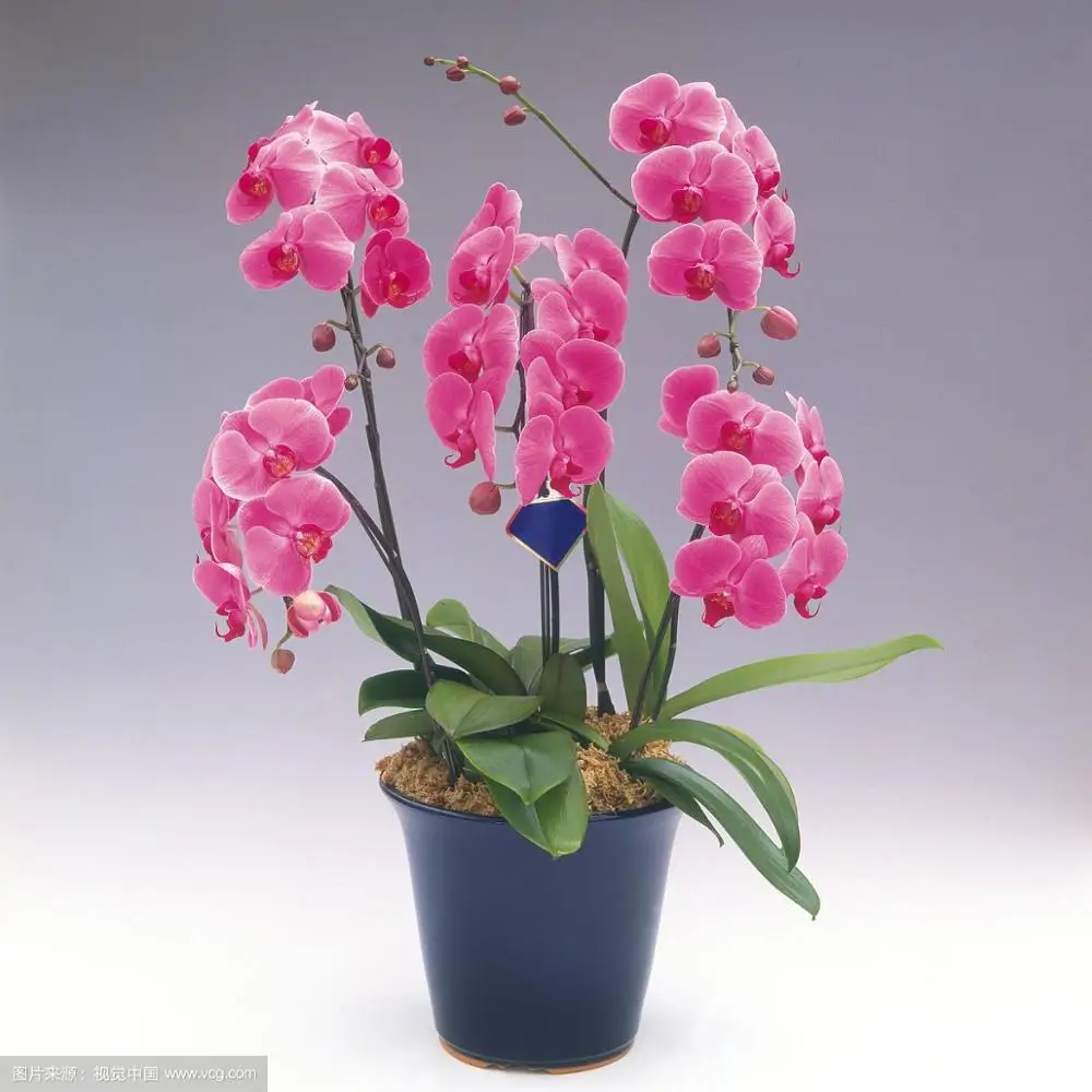 
Лидер продаж, красивая и элегантная Орхидея Фаленопсис на новый год 