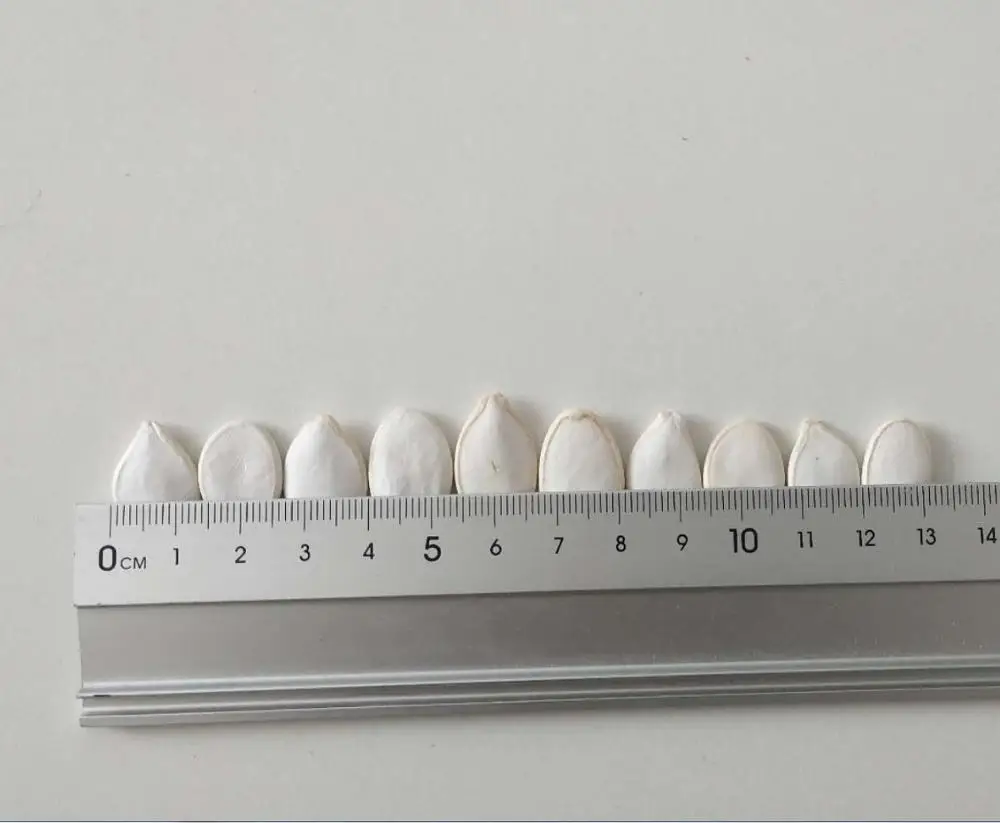 
2019 China Snow White Pumpkin Seeds for Wholesale 