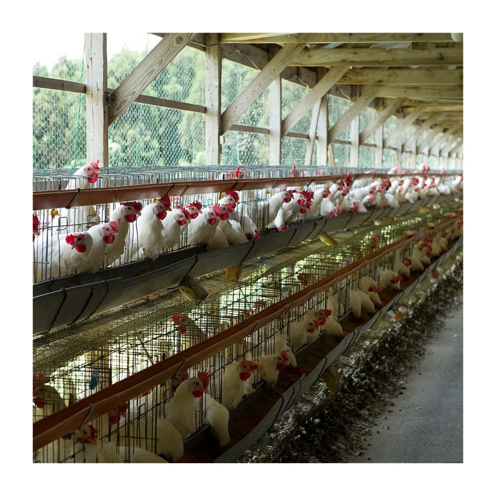 second hand layer poultry cages