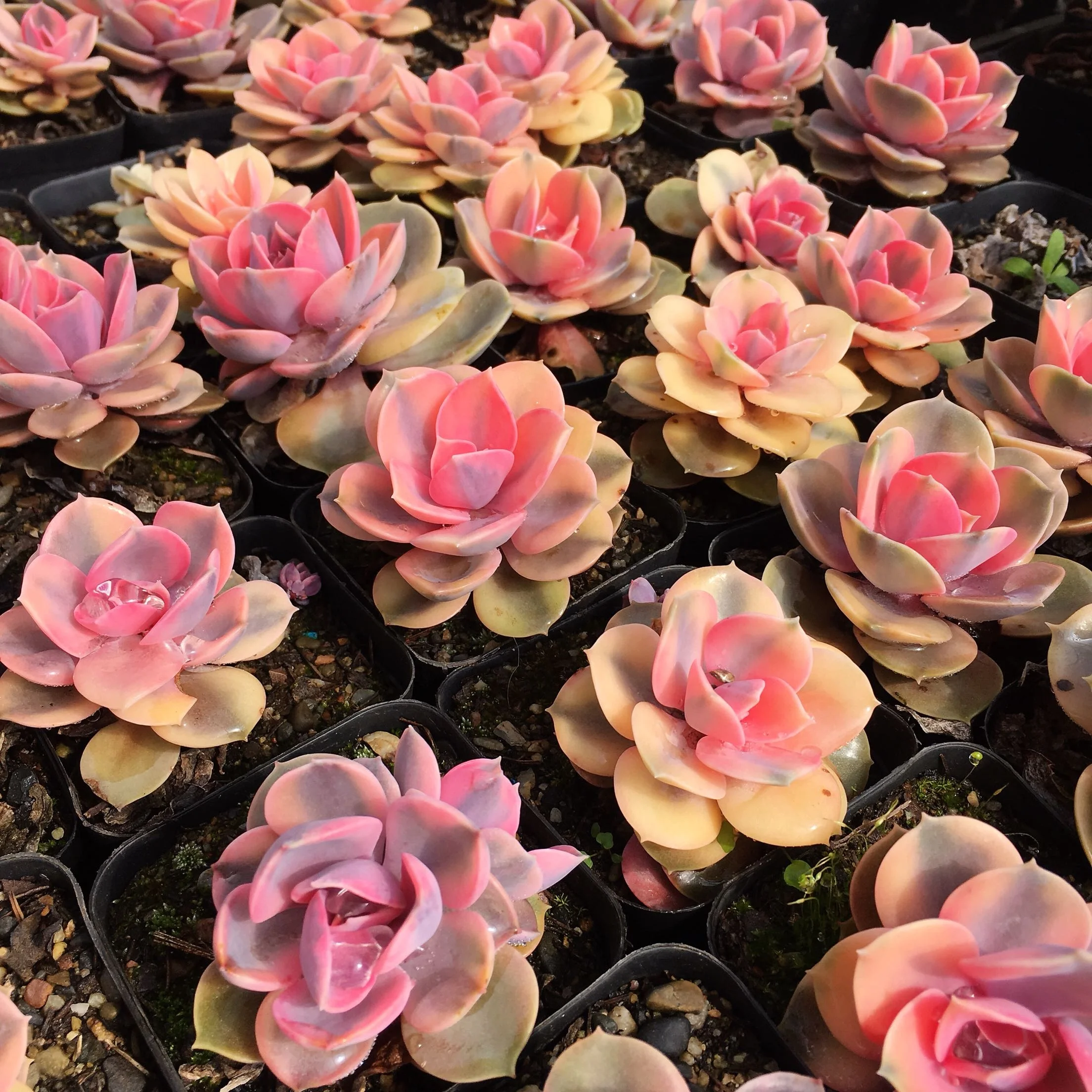  Оптовая продажа радужные красивые декоративные живые растения Echeveria по низкой цене настоящие суккуленты