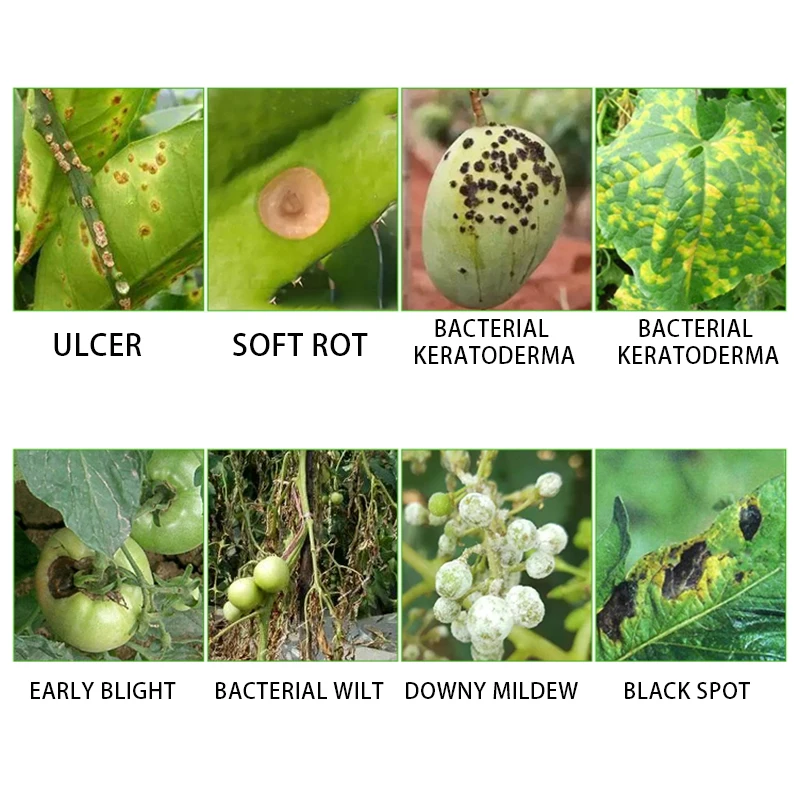 77% copper hydroxide WP canker disease bacterial angular spot disease agricultural pesticide fungicide