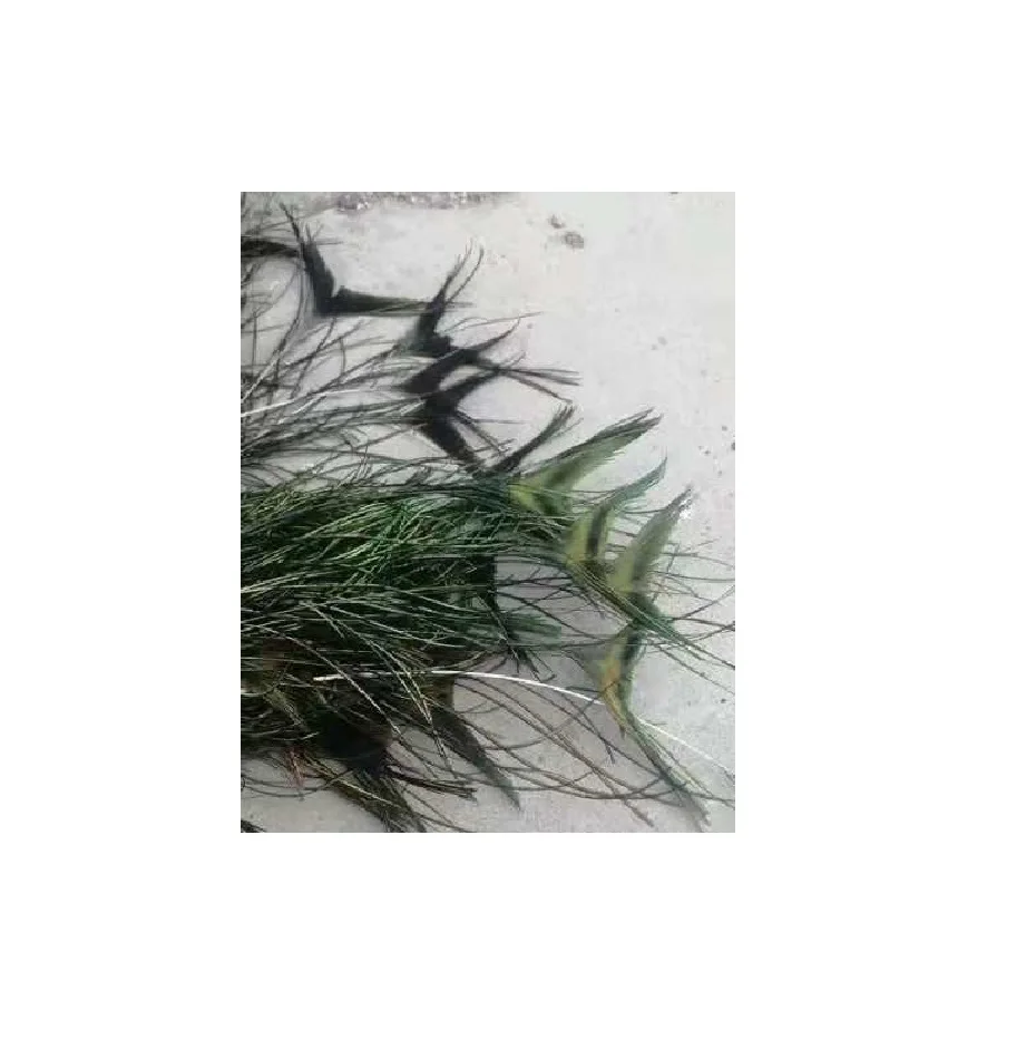 peacock feather without eye