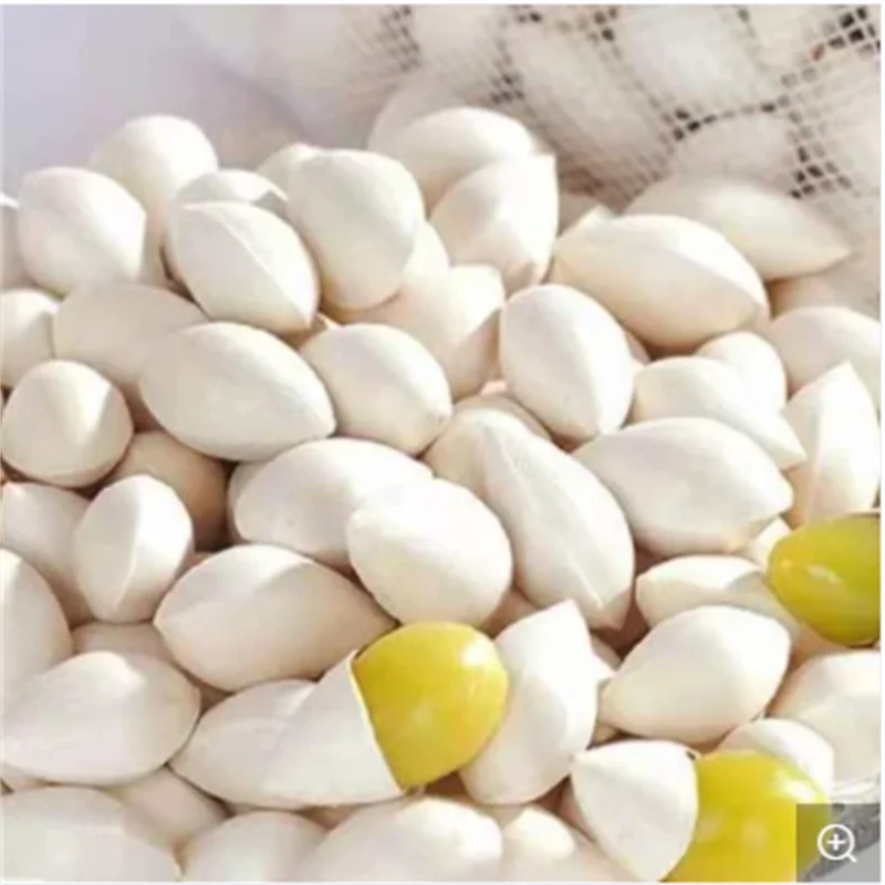 Cheap Price ginkgo Nuts Good Price For Sale