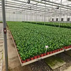 aquaponics greenhouses plastic flood tray rolling benches equipment