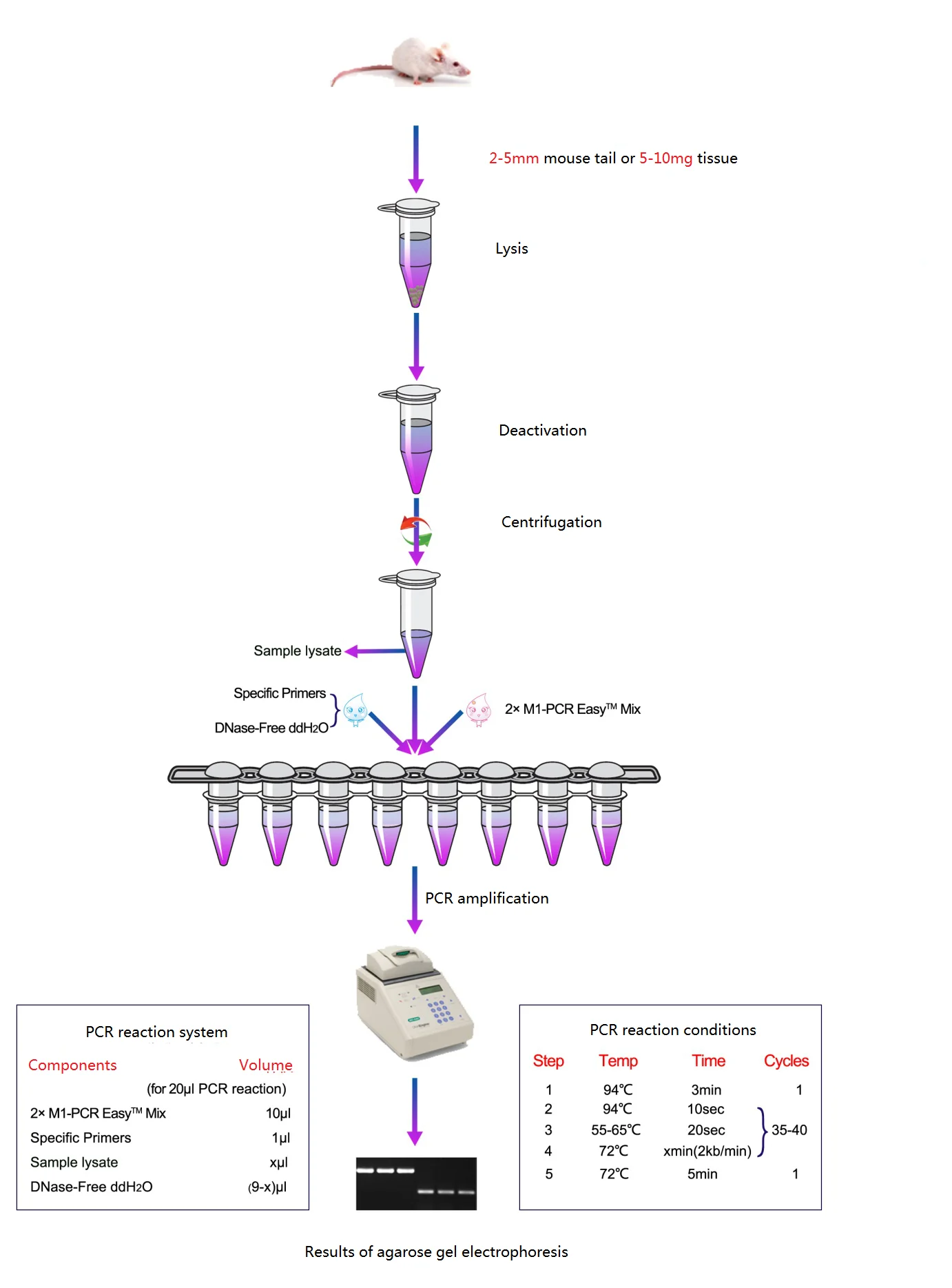 mouse tail direct PCR.png
