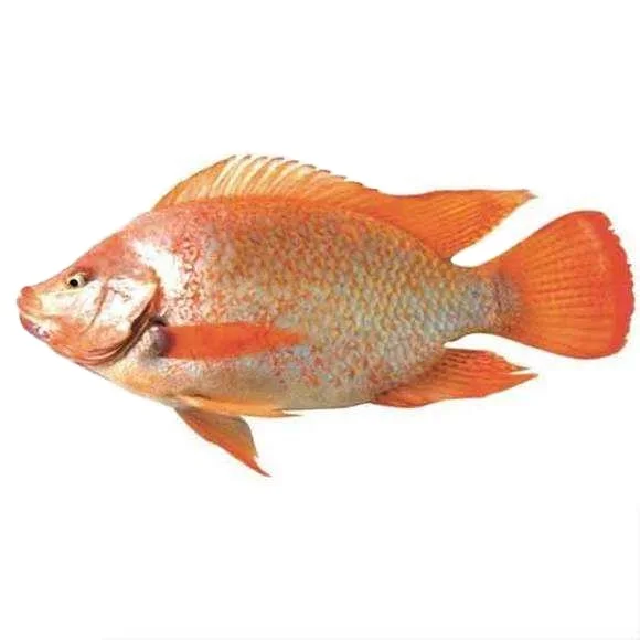 seafood wholesale top quality fresh frozen whole tilapia