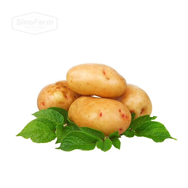 New crop of fresh potato potato seed price from Chinese factory