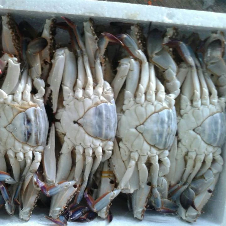 Все замороженные синий краб плавания