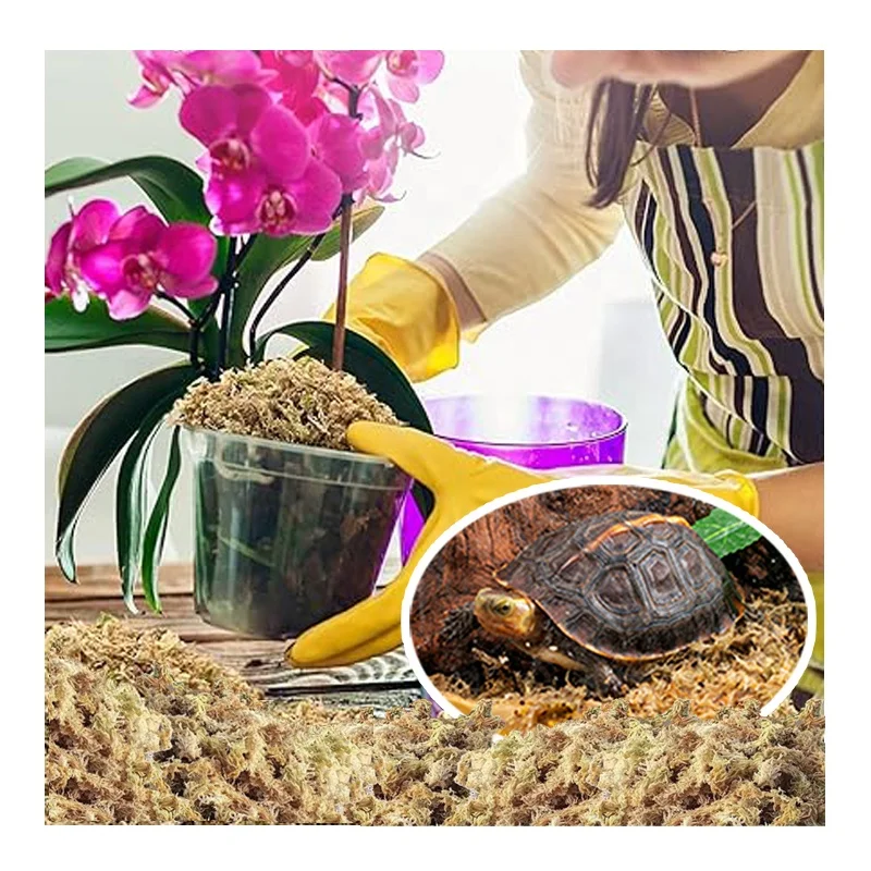 Hot sale Eco-Friendly long fiber sphagnum moss for reptile plants