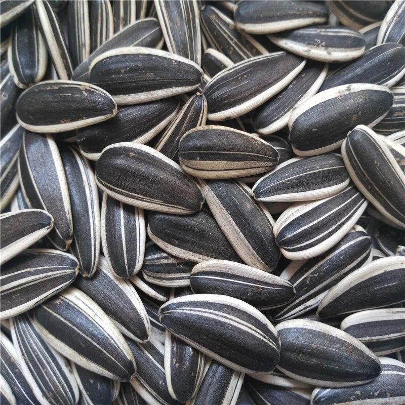 Factory price high quality wholesale nutritious agricultural sunflower seeds sweet