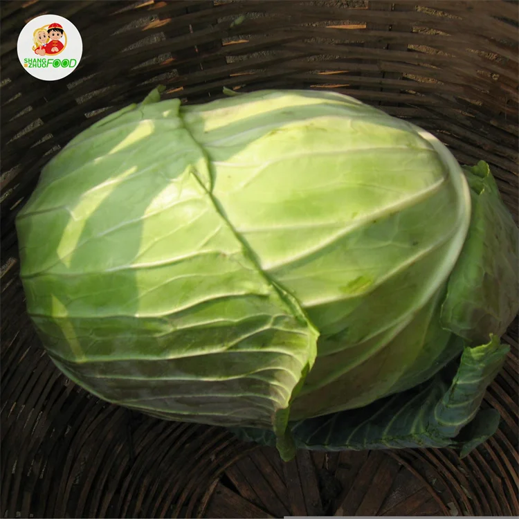 Factory jade cabbage popular sale natural Fresh Cabbages with for Cabbages