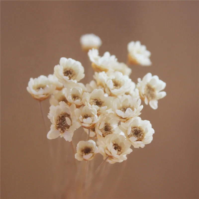 
Mini star daisy, real flowers natural dried flowers white pink flowers for Filler of the glass bottles for Home decoration 