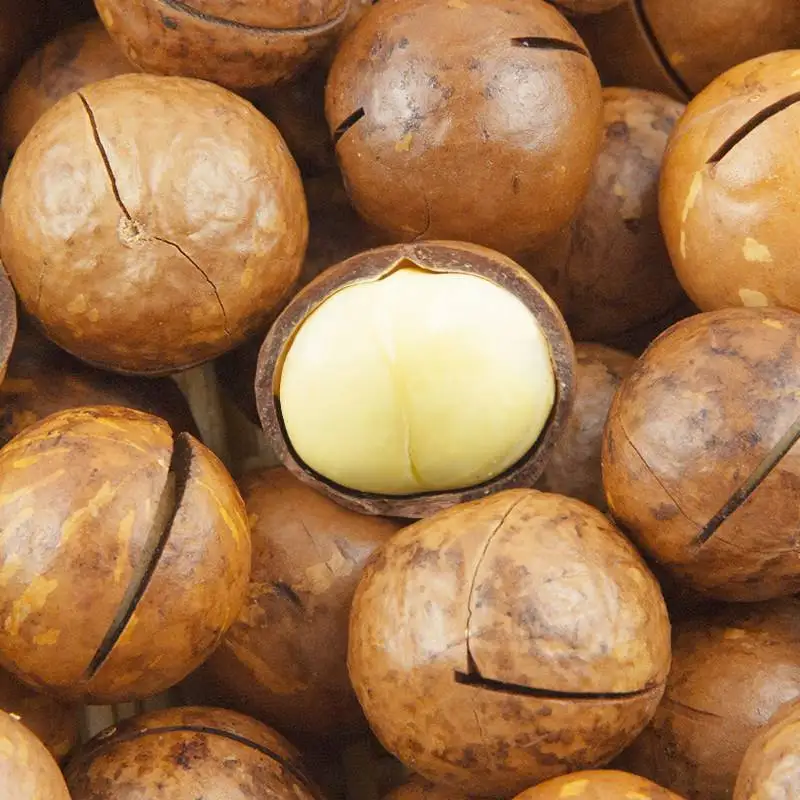 China Factory Price Macadamia nuts, roasted macadamia, organic macadamia nuts