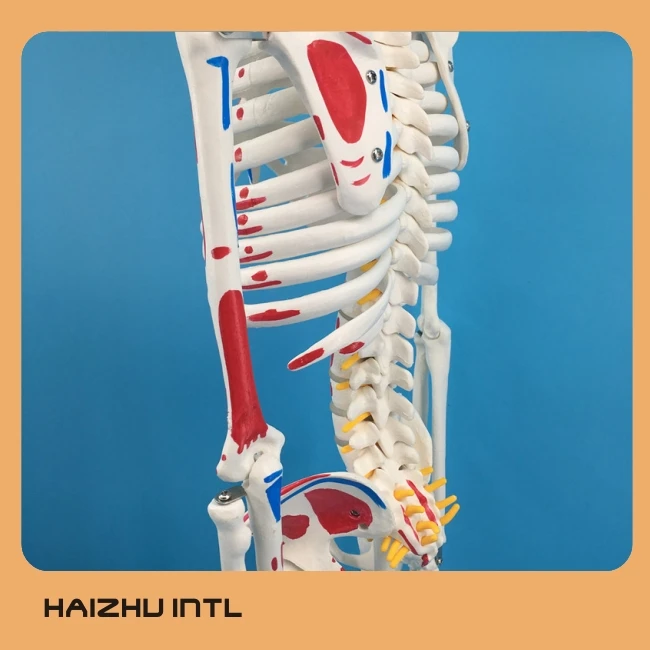 Human Skeleton Model, Skeleton Anatomy Model, Skeleton 3D Model