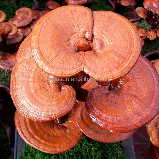 Высокое качество низкая цена Ganoderma lucidum reishi гриб споровое масло