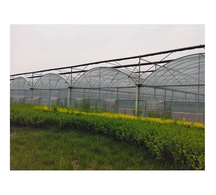 Commercial Greenhouse Film Greenhouse Agriculture Greenhouse For Flower/Vegetables Agricultural transparent plastic