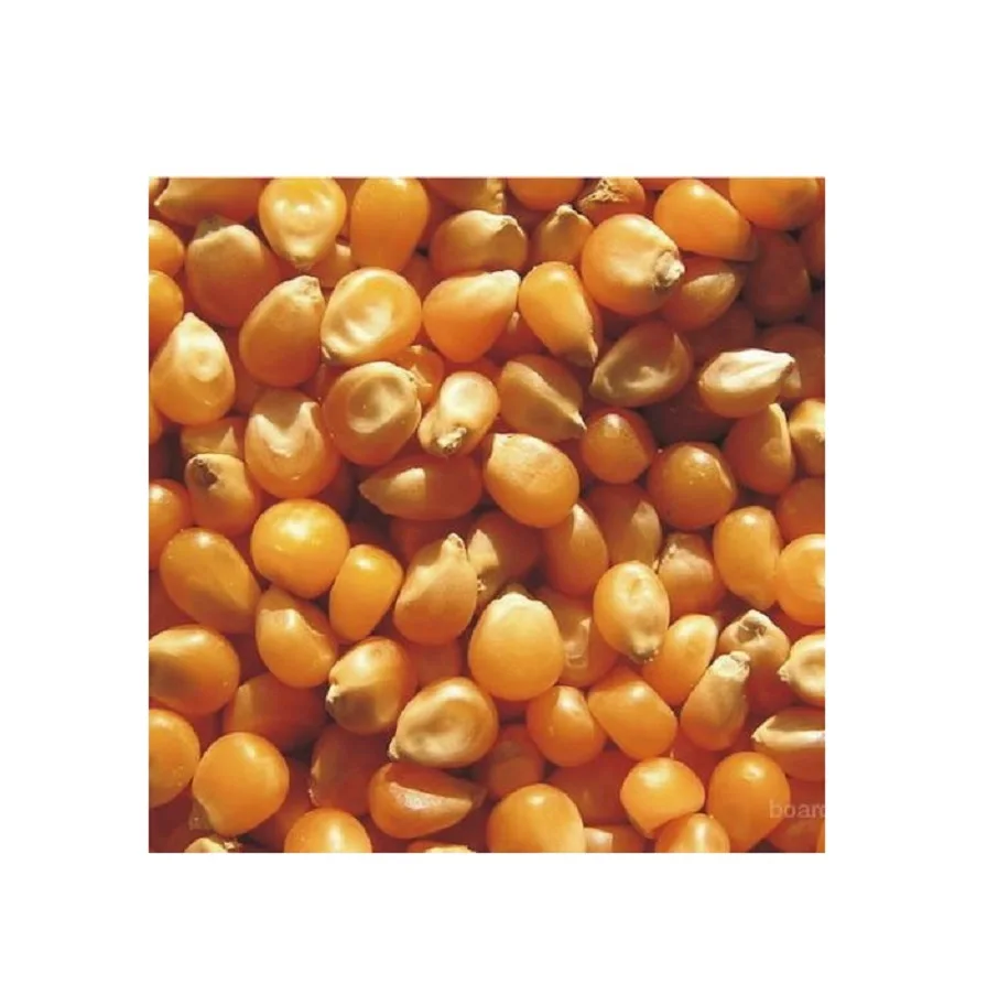 High Quality Hot Seller Ukraine Original yellow maize corn for sale
