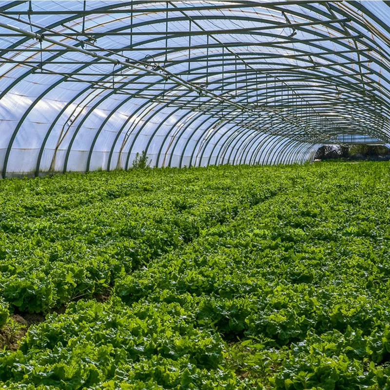 2024 hot sale tunnel greenhouse plastic hydroponic system growing vegetable salad