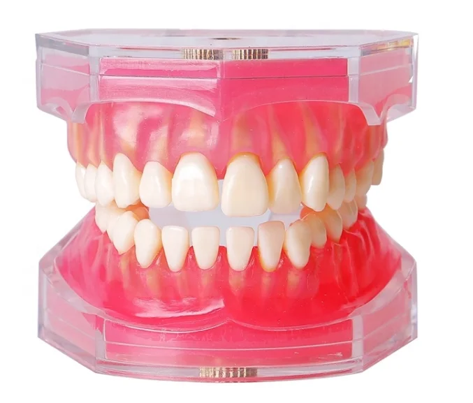 
Dental model soft gum model tooth extraction teaching exercise tooth model removable 