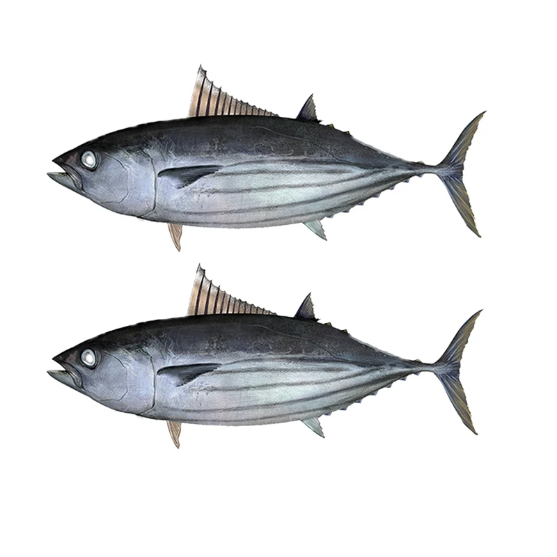 
skipjack tuna frozen for fish fillet IQF tuna block Frozen Seafoods Raw Material Skipjack Tuna for Japan 
