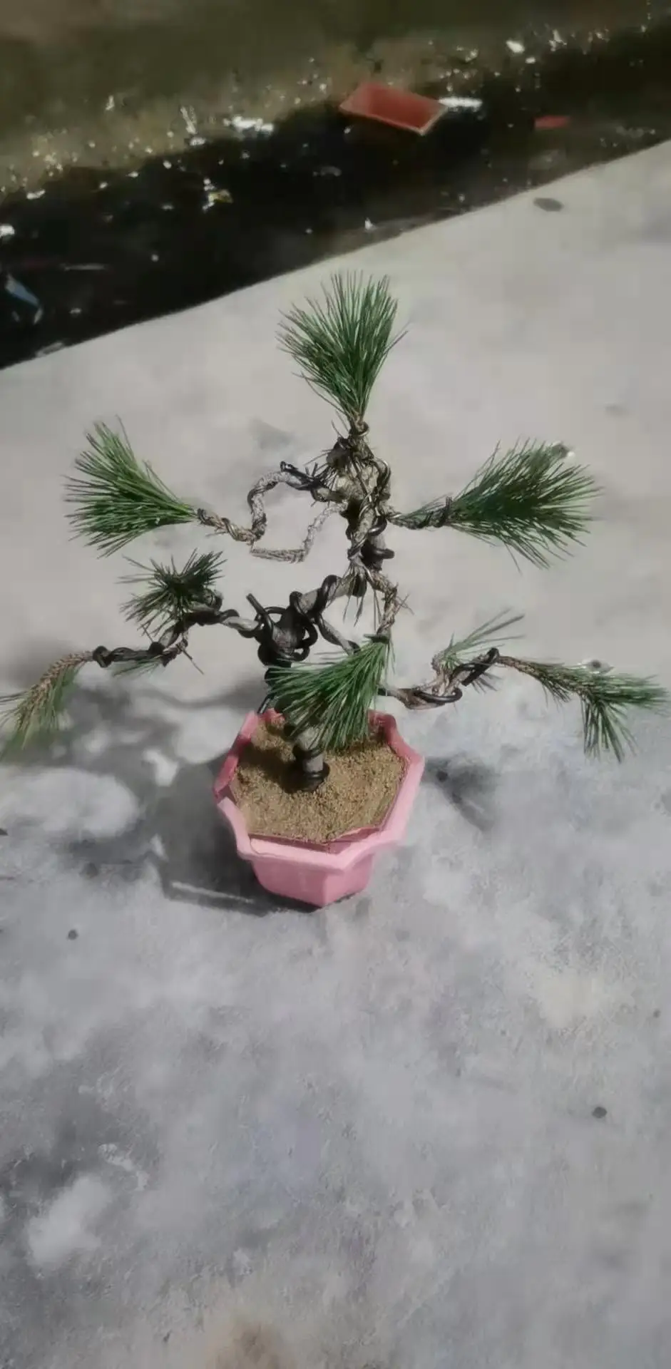Оптовая продажа натуральных растений Pinus thunbergii Из Черной