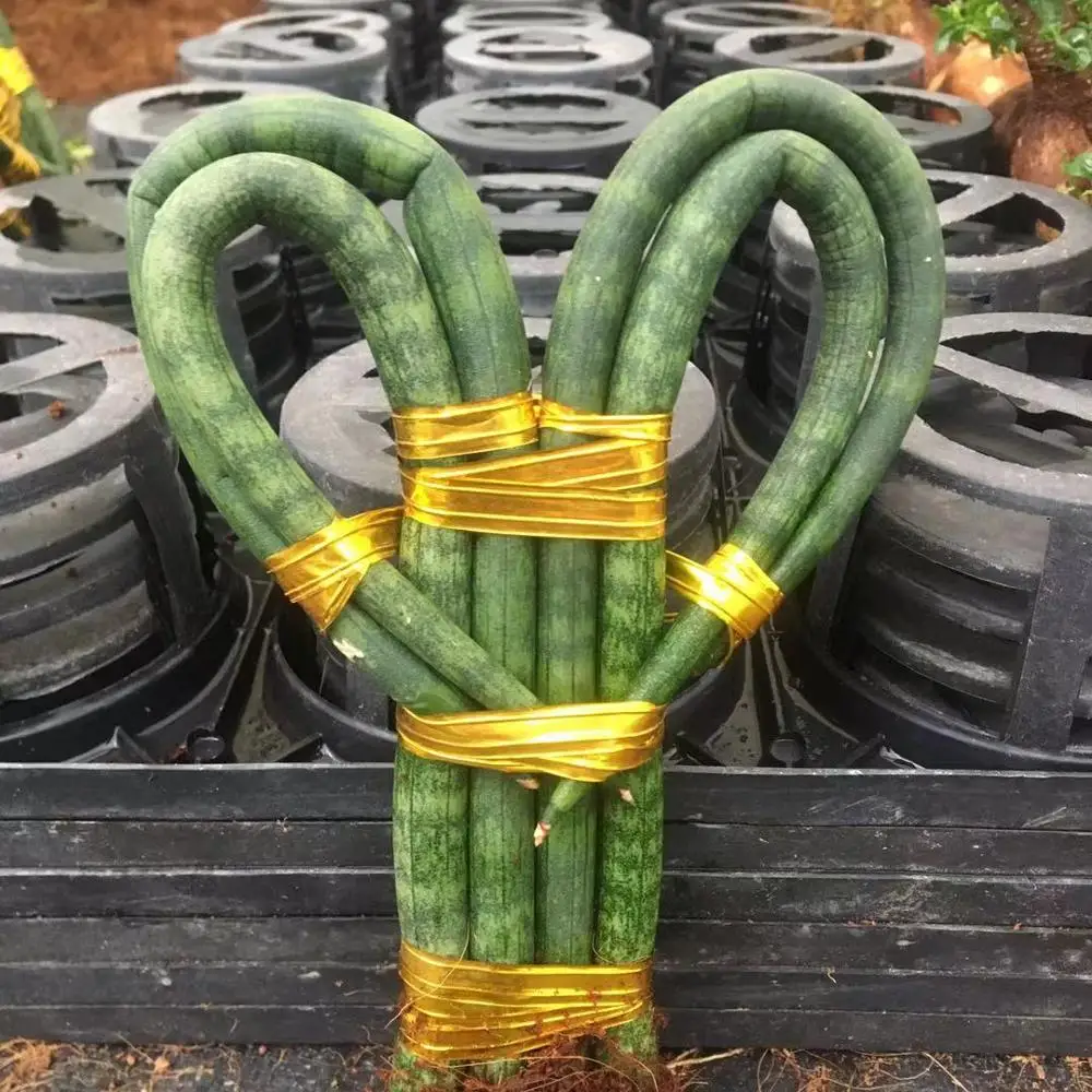 
 Оптовая продажа Sansevieria cylindrica в форме сердца  