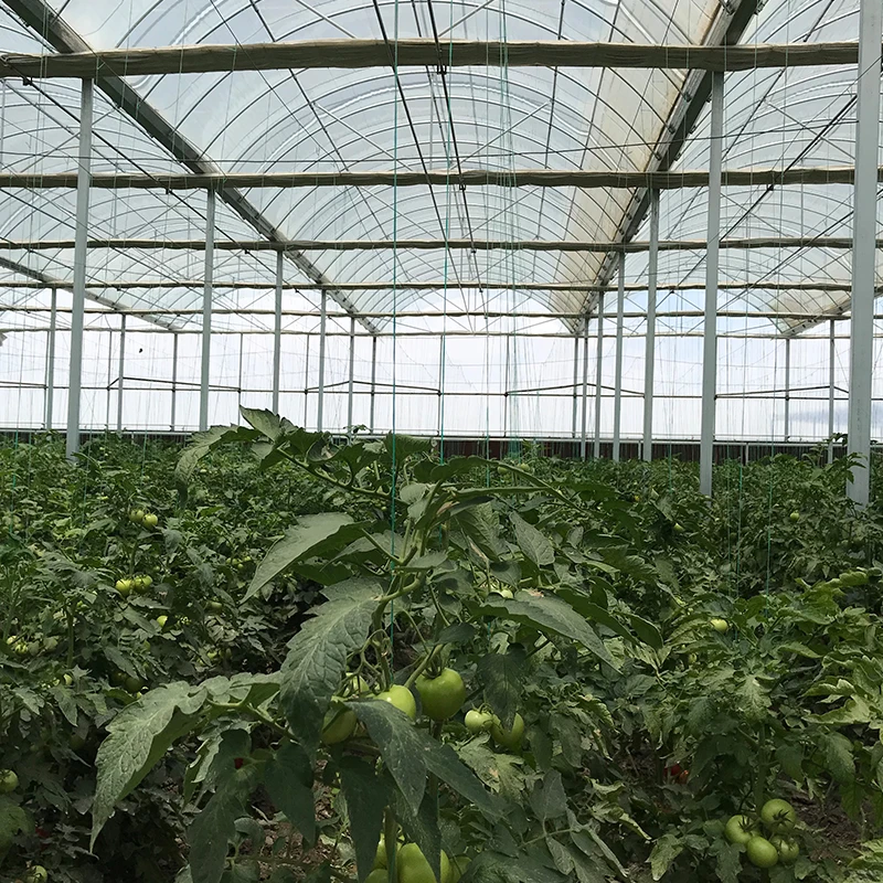 Plants growing Multi-span film greenhouse with galvanized square steel pipe