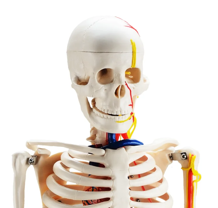 CBM-001E 85cm Human Skeleton with Nerves and Blood Vessels,artificial anatomical medical skeleton