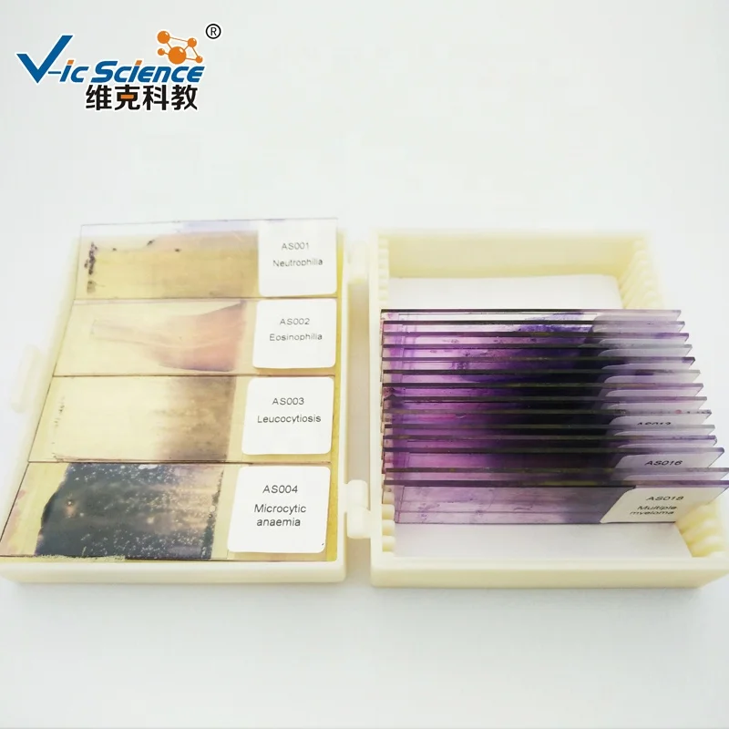 hematology slides blood prepared slide set blood hematology microscope prepared slides