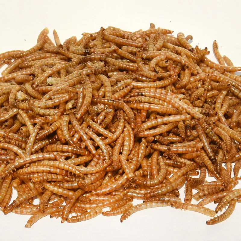 Chinese factory made pet poultry feed freeze dried mealworms wholesale dried mealworms dried superworm