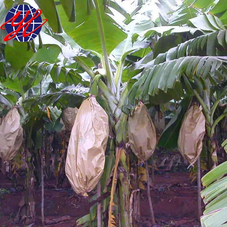 Brown kraft paper bag with banana growing protection