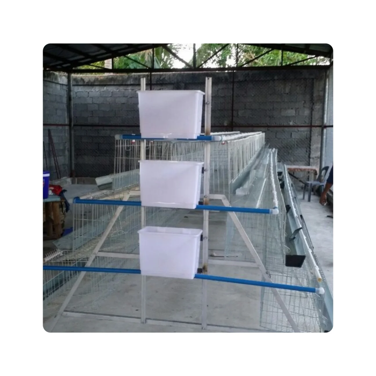 3 tiers and 4 Tiers Chicken Egg Layer Battery Cage For Tanzania Poultry Farm