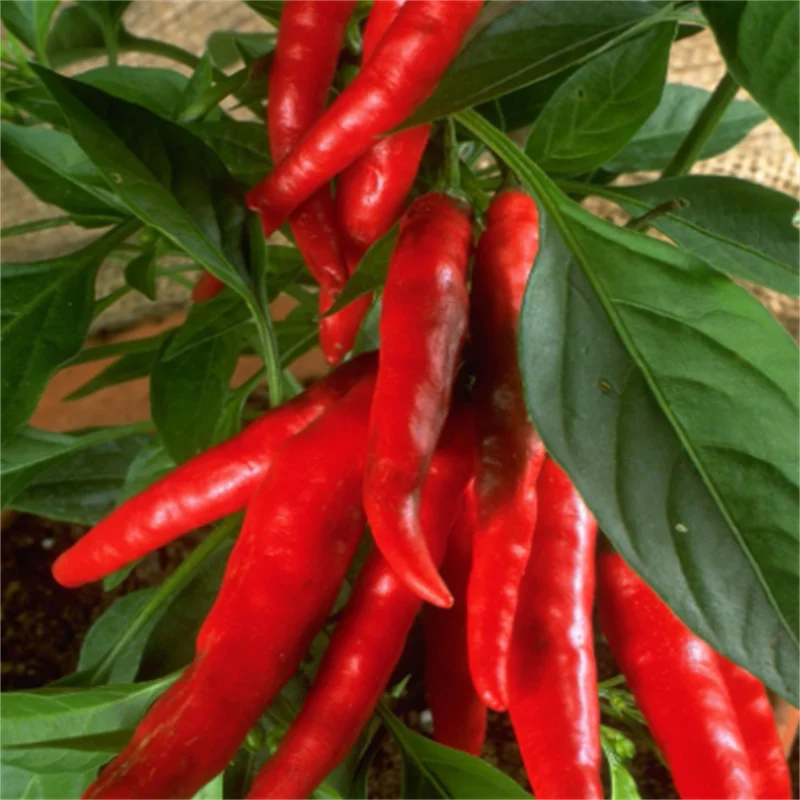 Wholesale High Quality   Good Quality Dry Red Chilli Powder Cayenne Pepper for Cooking Use