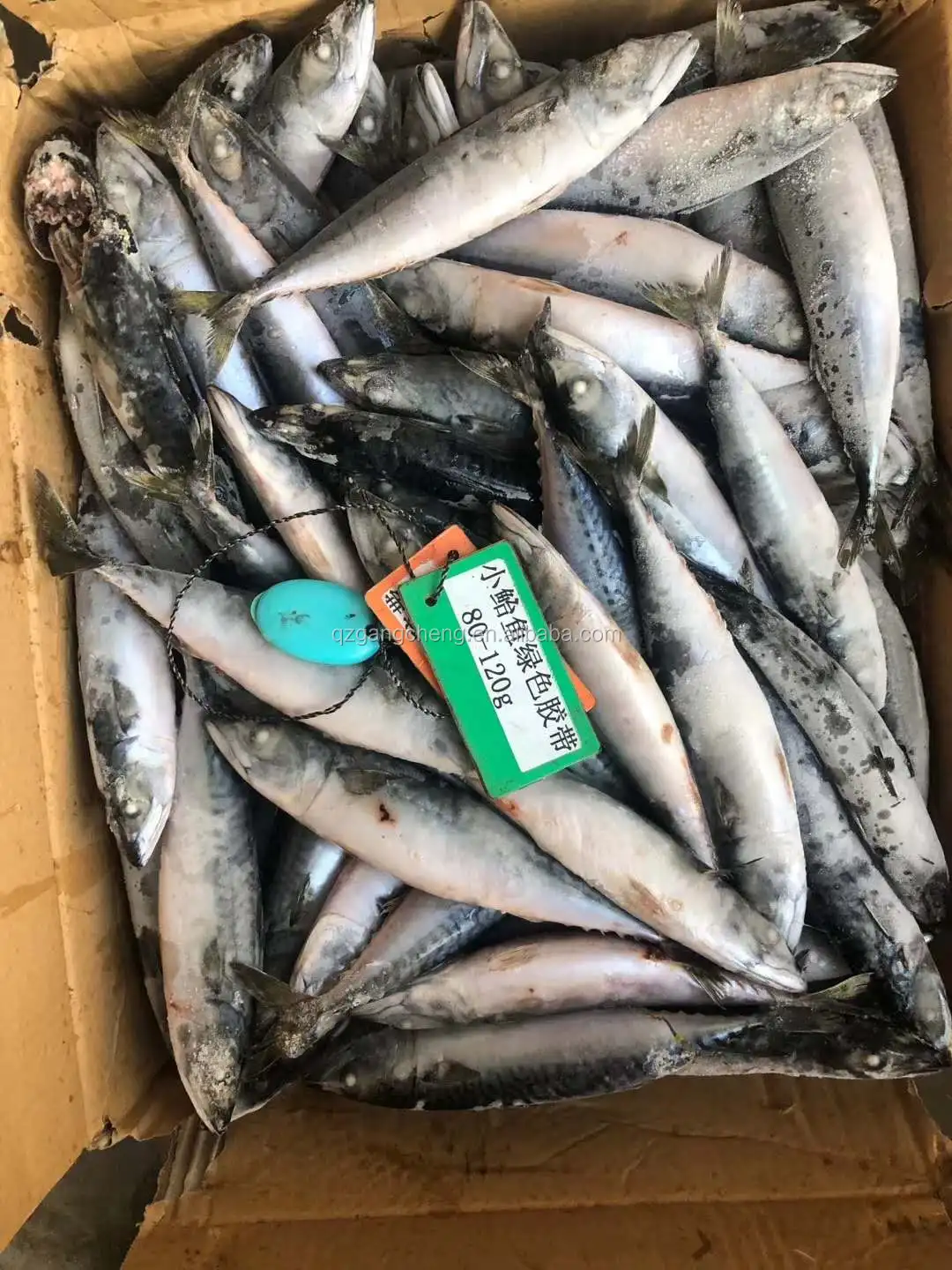 
best iqf mackerel spain mackerel W/R in Good Shape chinese direct mackerel bati fish 