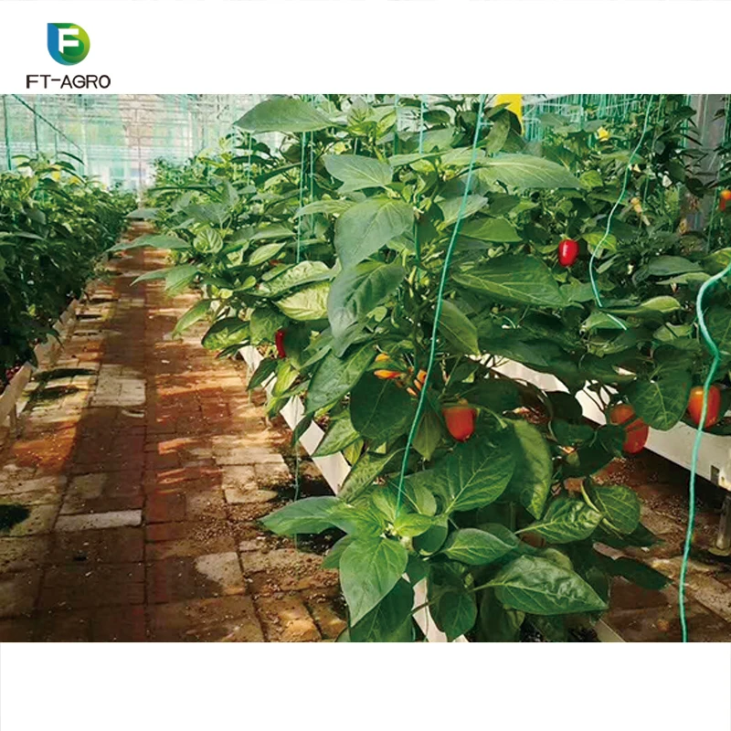 High Efficient Plant Indoor Hydroponic Grow Greenhouse