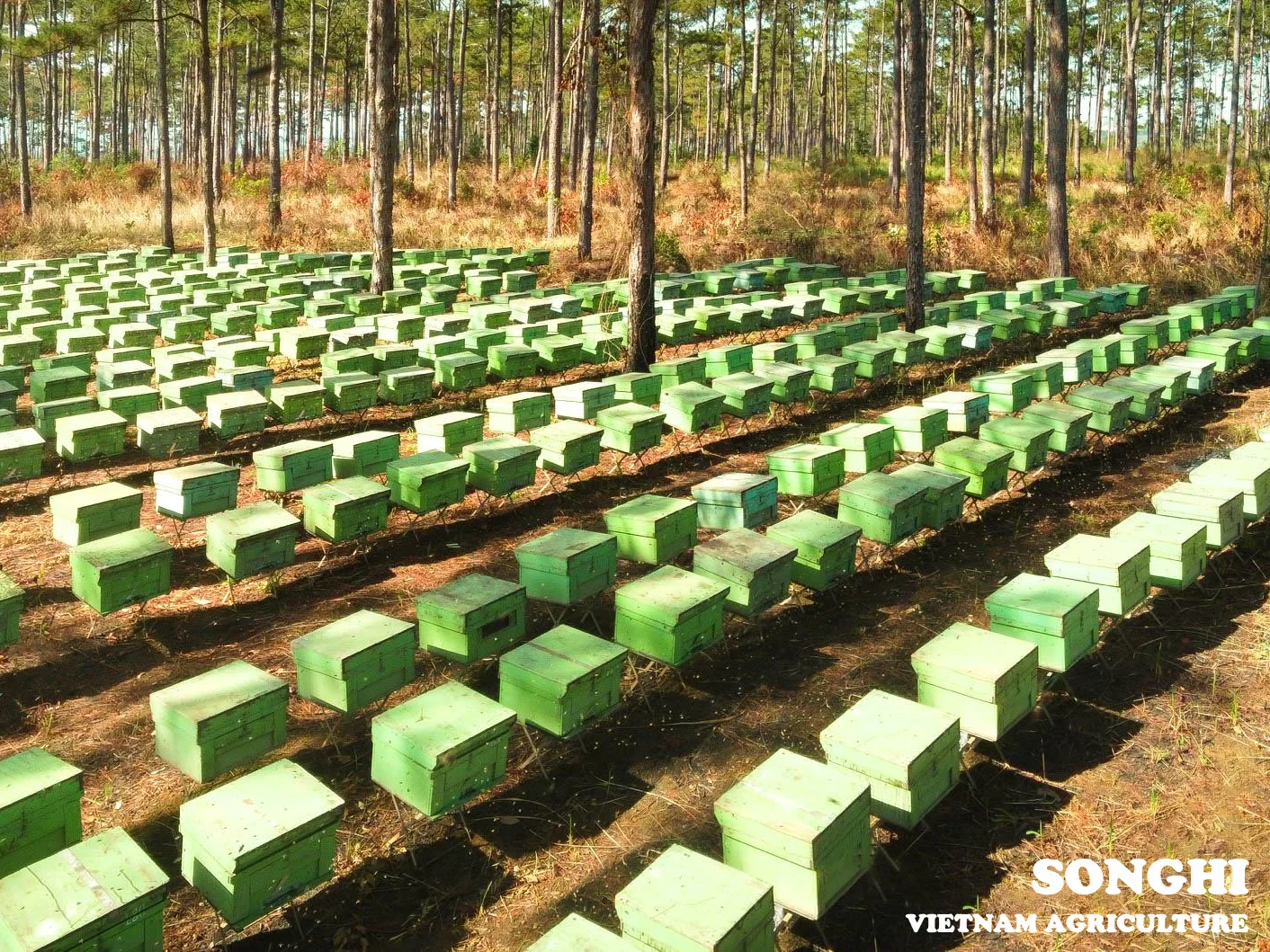 
Golden Wattle Honey for wholesale / Vietnam high quality honey products 