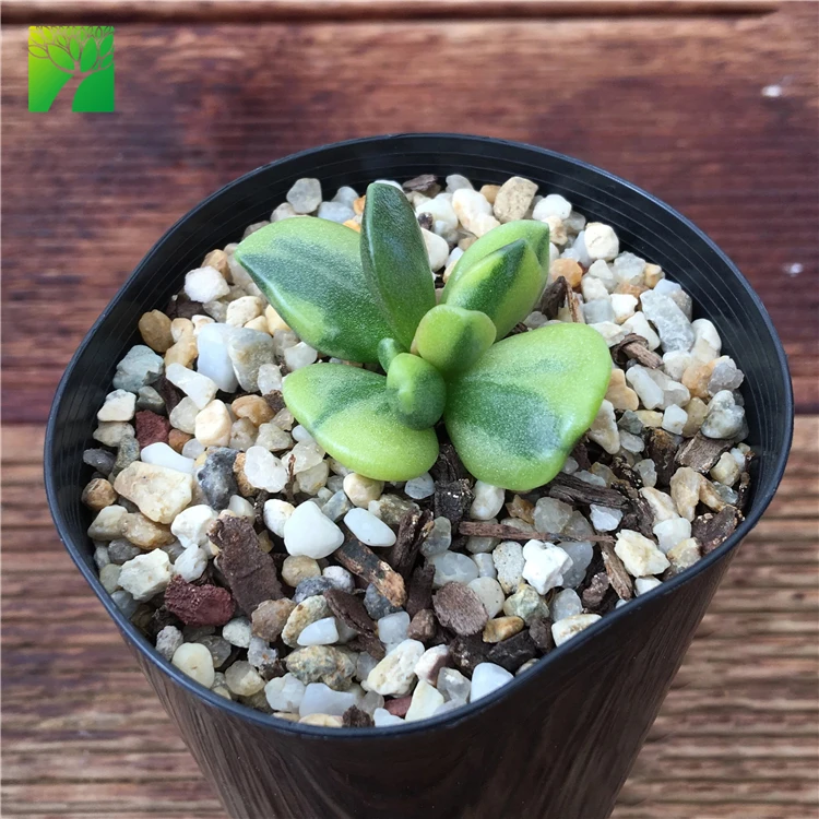 New release rare natural succulent plants Adromischus hemisphaericus variegata plant