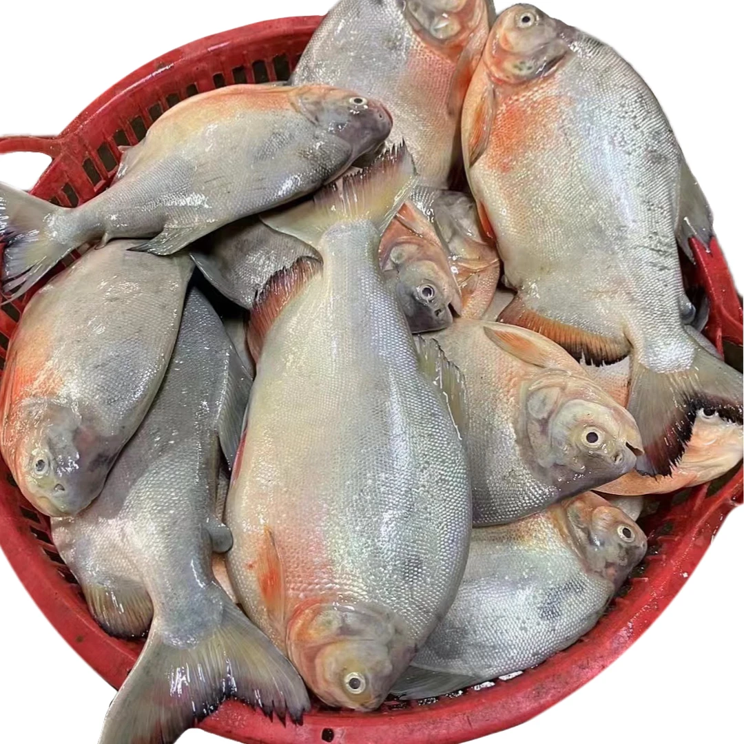 Factory Direct Whole Round Frozen Red Pompano Frozen Red Pomfret Fish