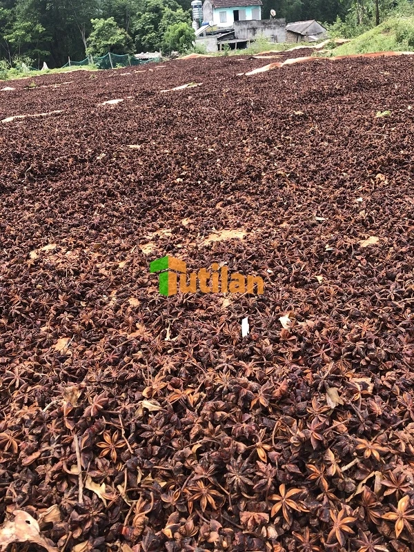 Оптовая продажа с завода самая низкая цена и лучшее качество специи приправы семена вьетнамского аниса