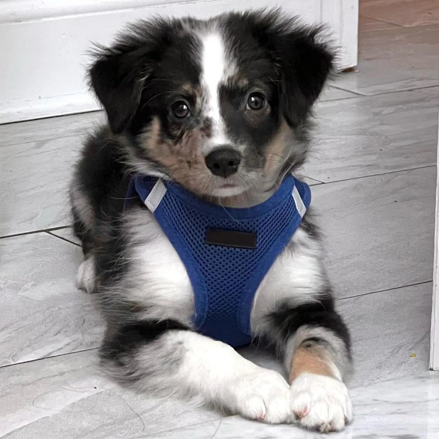 Custom Personalized Adjustable Step-in Air No Pull Dog Harness Nylon Mesh Pet Dog Cat Harness Vest for All Weather