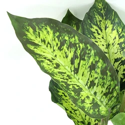 Genuine Wedding & Gifts Decoration Wall Table Centerpiece Dried Backdrop Suppliesold Supplies White Flowers