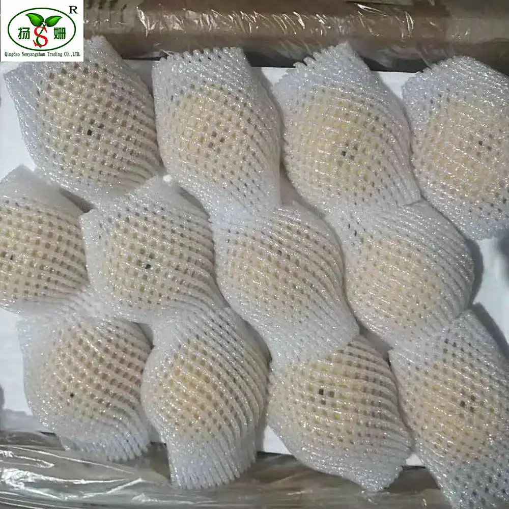 High quality low price for export shandong  fresh pear