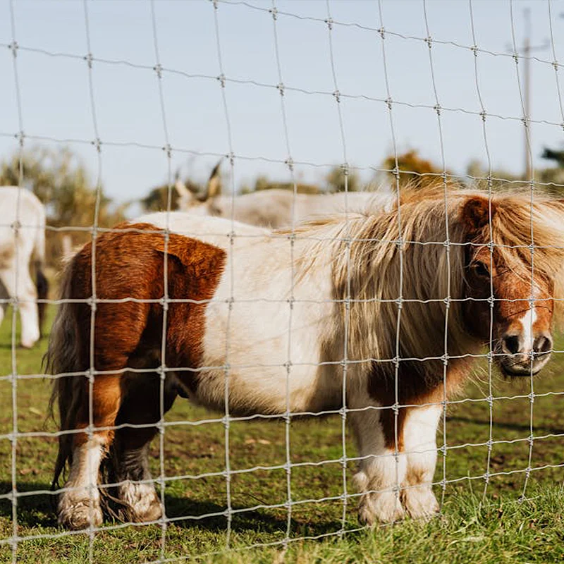 high quality Field fence to feed cattle in agriculture farm and grassland also as barriers against deer and wild animals